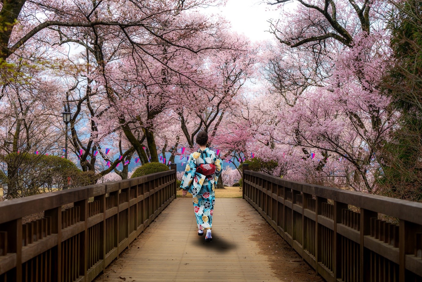 A woman in traditional Japanese garb walks a bridge under cherry blossom trees.
